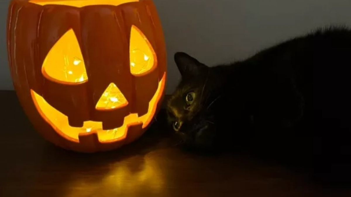 Illustration : "16 photos de chats noirs annonçant que la saison d’Halloween a commencé"