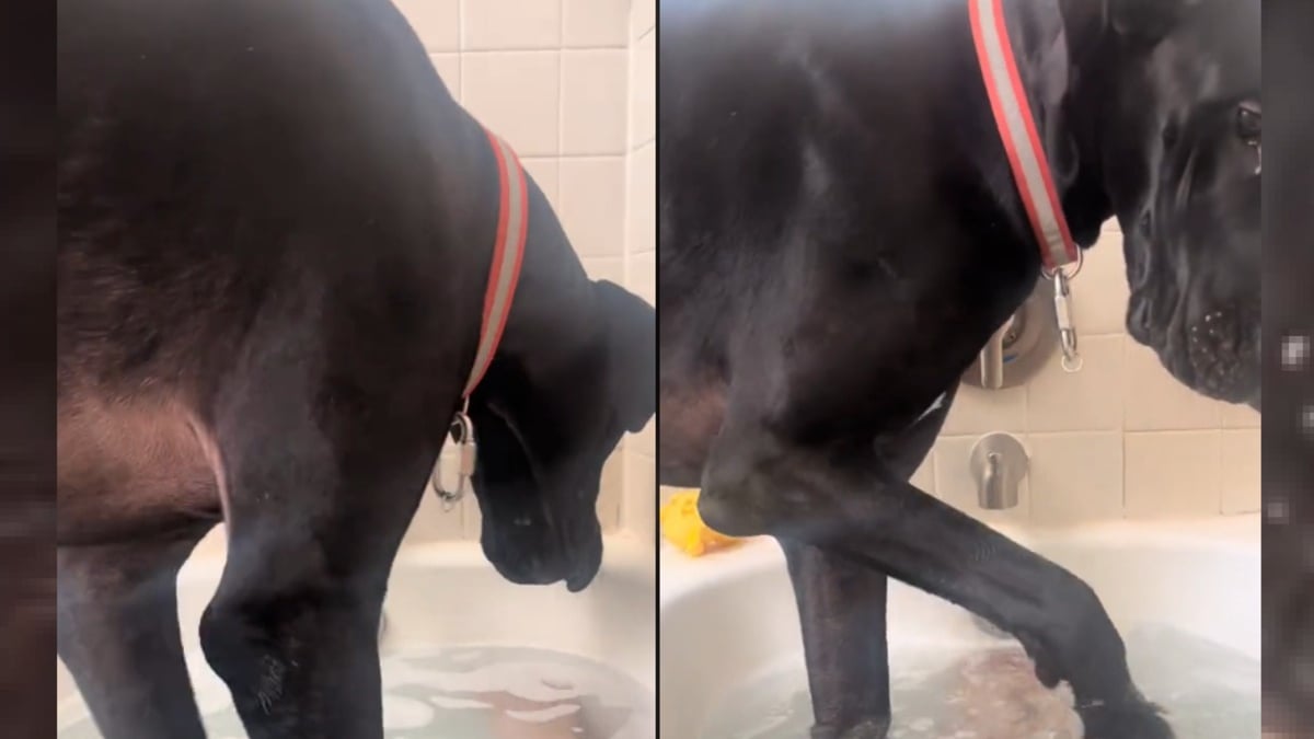 Illustration : "Elle pensait prendre tranquillement son bain mais c'était sans compter son grand chien se prenant encore pour un bébé (vidéo)"