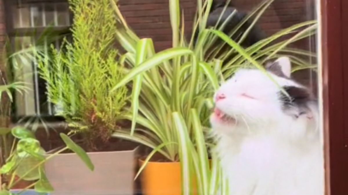 Illustration : "L'amusante réaction d'un chat comprenant qu'il n'était pas seul pendant qu'il s'en prenait à une plante (vidéo)"