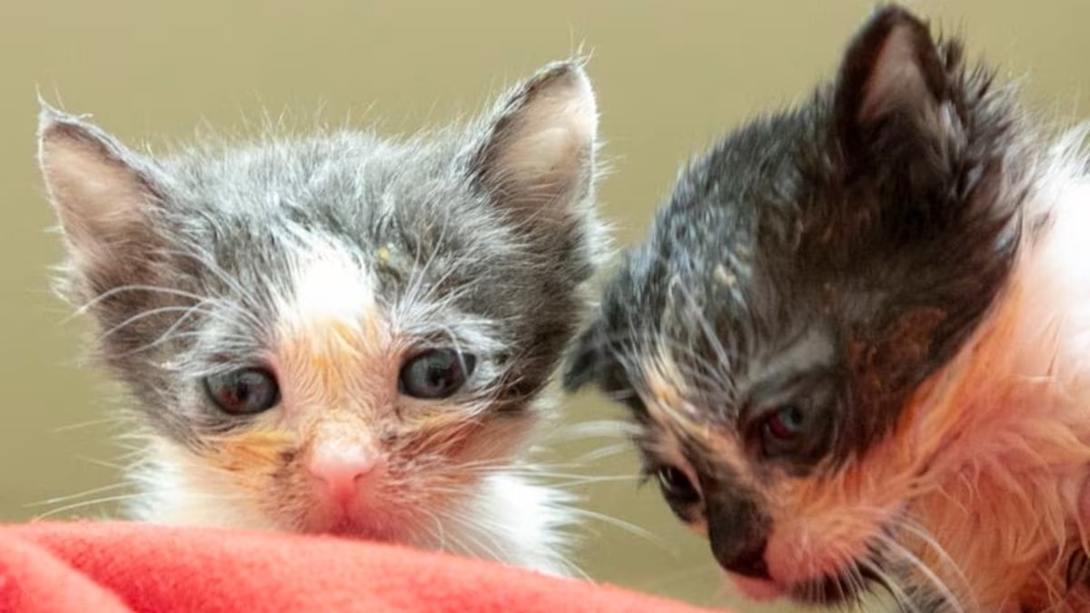 Illustration : "Une chatte blessée et ses chatons malades découverts par un habitant inquiet qui prévient une association"