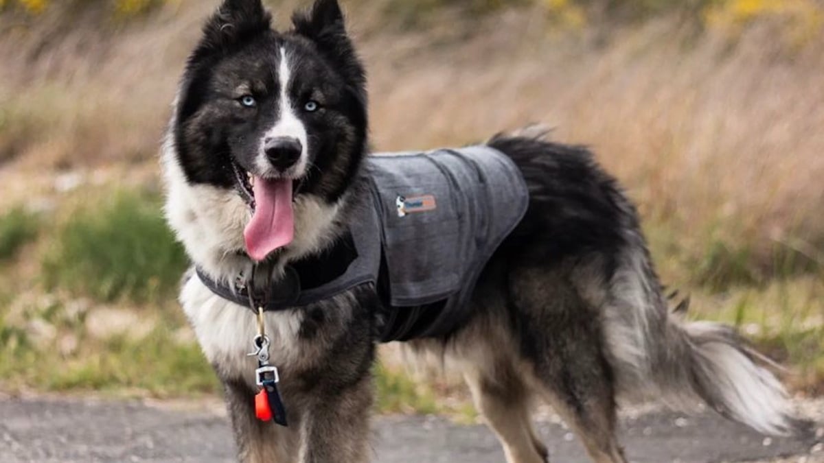 Illustration : "Le gilet relaxant pour chien ThunderShirt plébiscité par les testeurs de Pets Genius"