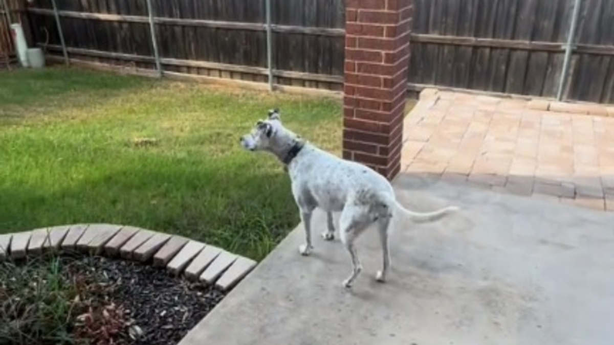 Illustration : "Le moment joyeux où un chien habitué à la vie en appartement découvre sa nouvelle maison avec jardin (vidéo)"