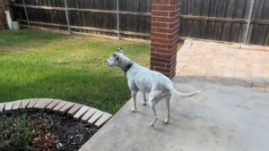 Illustration : Le moment joyeux où un chien habitué à la vie en appartement découvre sa nouvelle maison avec jardin (vidéo)