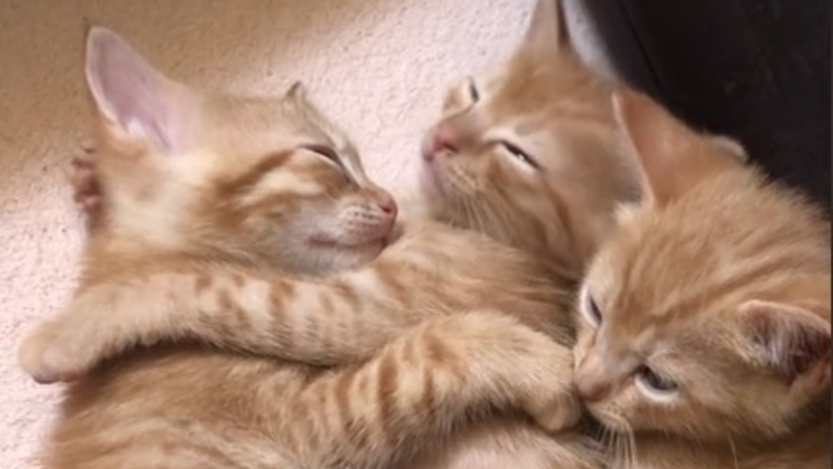 Illustration : "L'adorable réaction de chatons blottis les uns contre les autres et dont le frère fait un cauchemar (vidéo)"