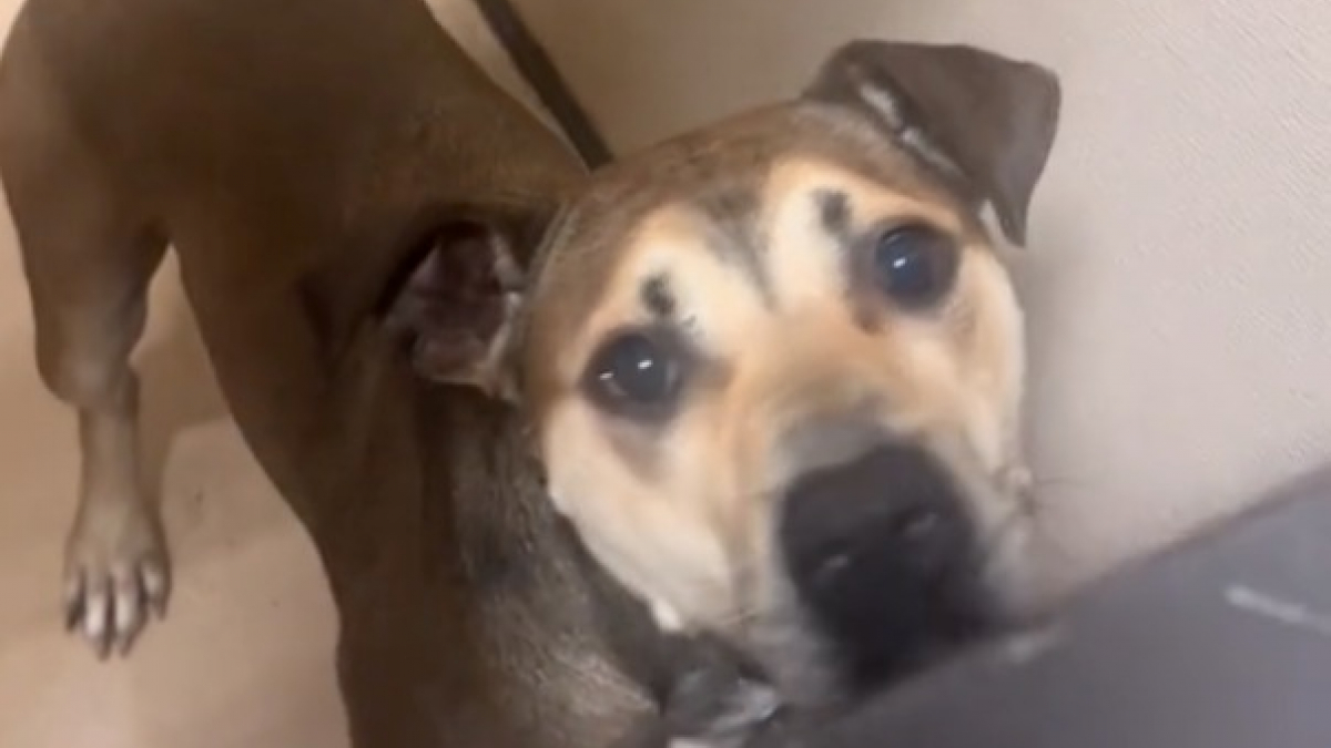 Illustration : "Les pleurs d'un chien quand il comprend qu'il retourne au refuge une semaine après son adoption (vidéo)"