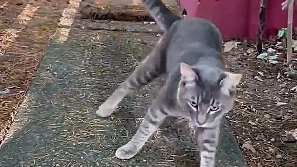 Illustration : "Une femme découvre un chat chancelant dans son jardin et décide de lui venir en aide"