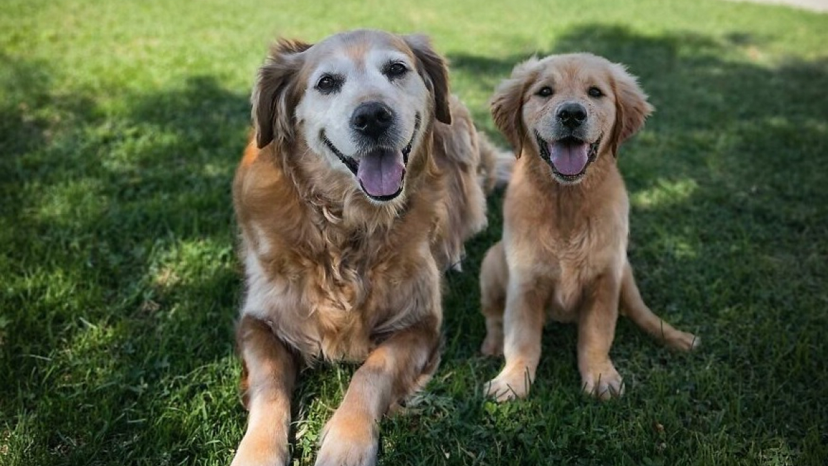 Illustration : "20 montages photos montrant que nos compagnons canins grandissent beaucoup trop vite"