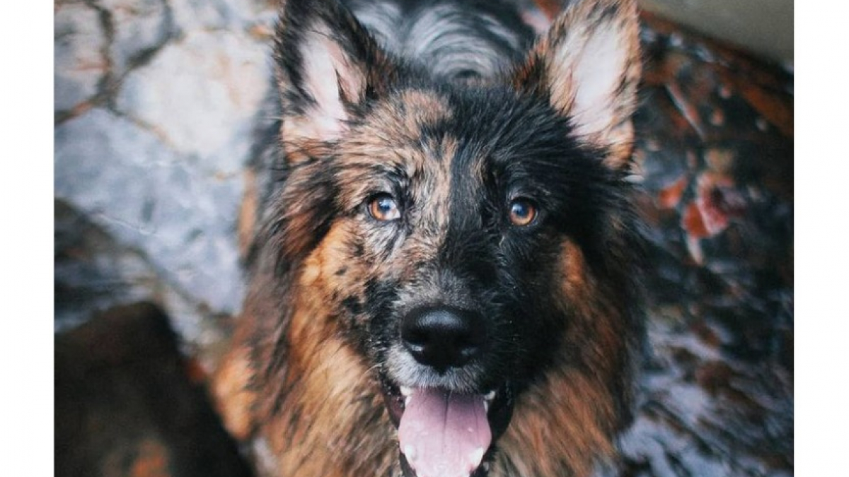 Illustration : "22 photos de chiens à la beauté singulière"