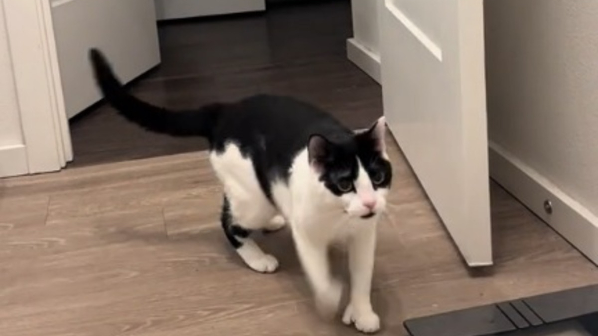 Illustration : "Ce chat se adopte une posture hilarante chaque fois que sa maîtresse prend son bain (vidéo)"
