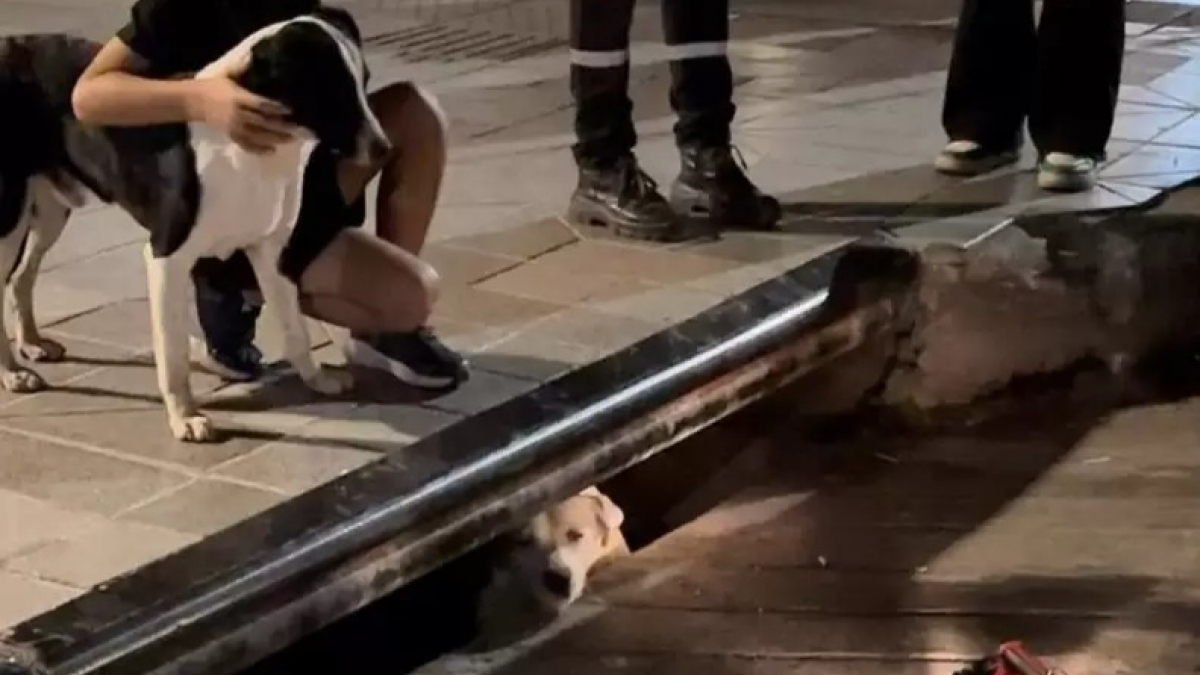 Illustration : "Un chien demande de l’aide aux passants pour sauver son ami coincé dans un égout (vidéo) "