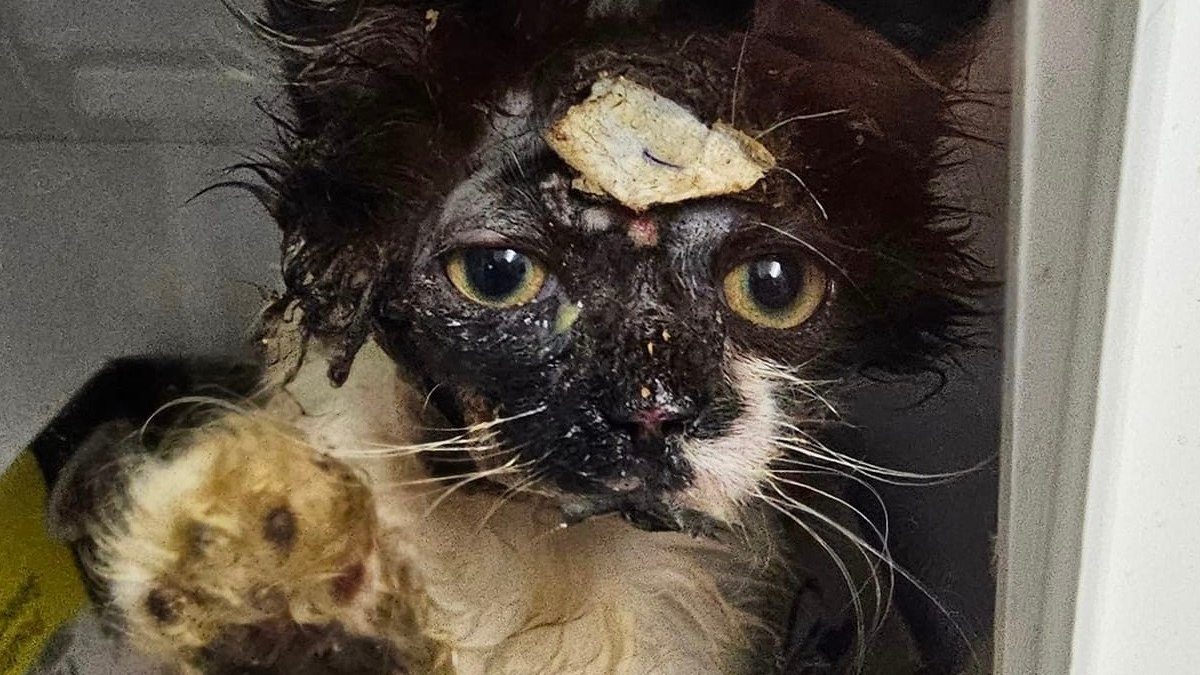 Illustration : "Aspergé d'eau de Javel par son propriétaire, ce chaton se bat pour survivre à ses brûlures chimiques"
