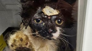 Illustration : "Aspergé d'eau de Javel par son propriétaire, ce chaton se bat pour survivre à ses brûlures chimiques"
