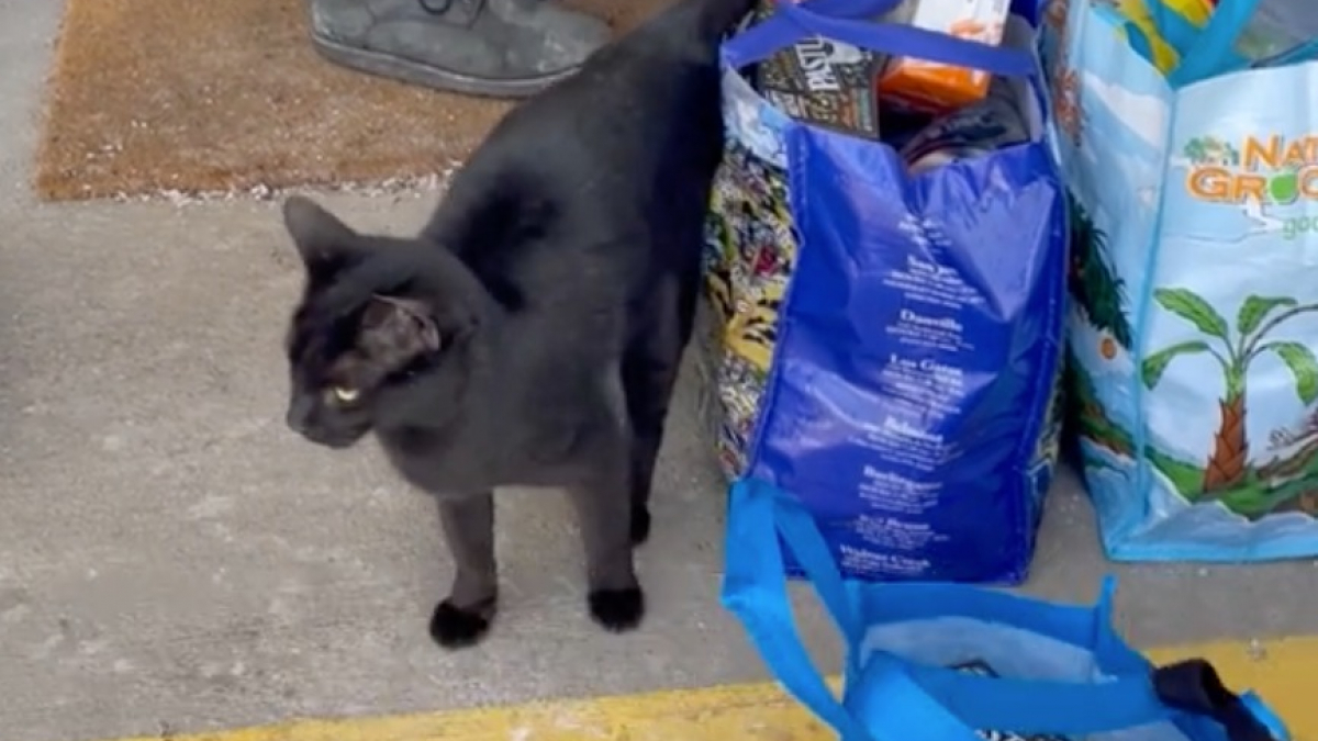 Illustration : "Un chat s’invite chez un couple pendant qu’ils rangent leurs courses et fait tout pour les convaincre de l’adopter (vidéo)"