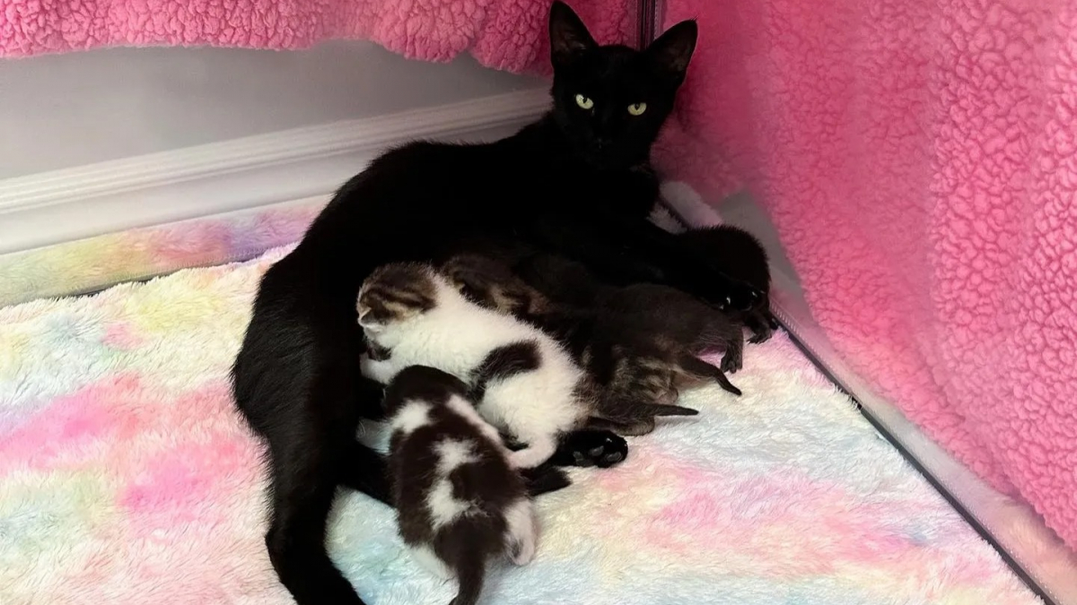Illustration : "5 chatons âgés d’une semaine et déjà couverts de puces découvrent le confort d’une maison auprès de leur maman"