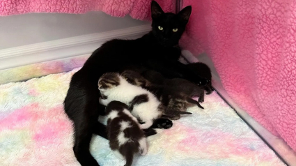 Illustration : 5 chatons âgés d’une semaine et déjà couverts de puces découvrent le confort d’une maison auprès de leur maman
