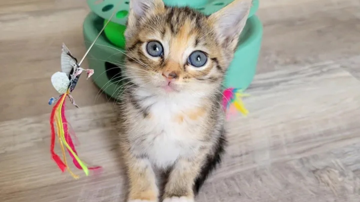 Illustration : "Une automobiliste arrêtée au feu rouge voit un chaton errant sur la route et passe à l'action"