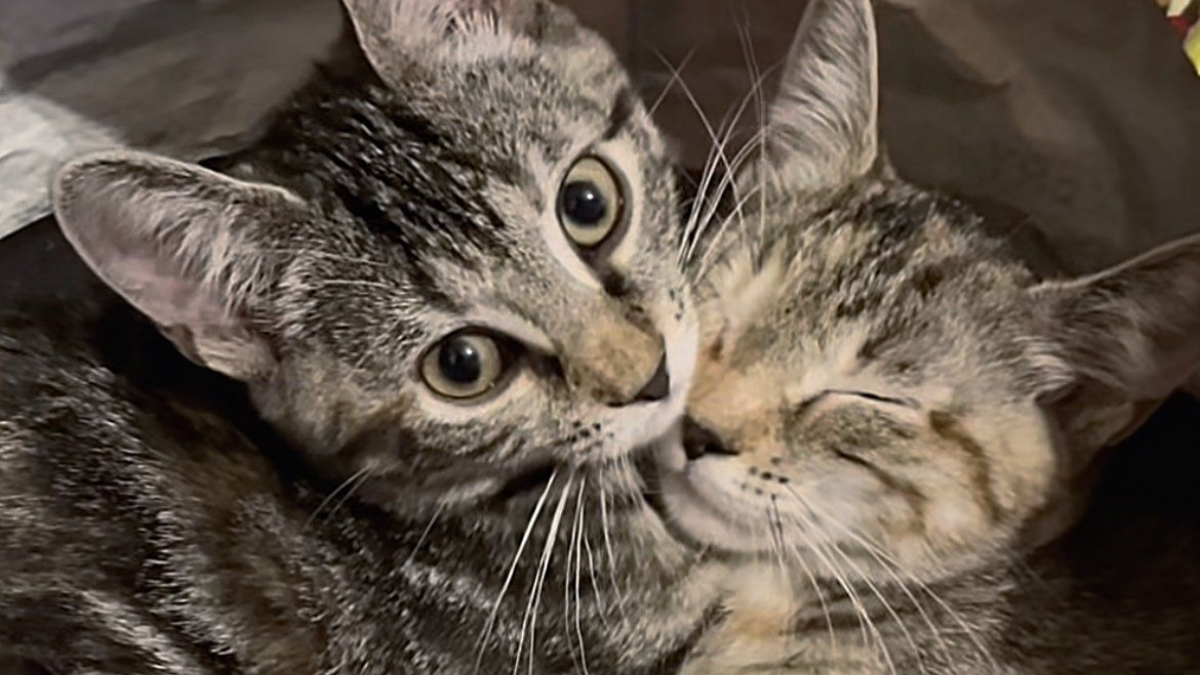 Illustration : "Le personnel d’une animalerie découvre deux chatons abandonnés dans le magasin"