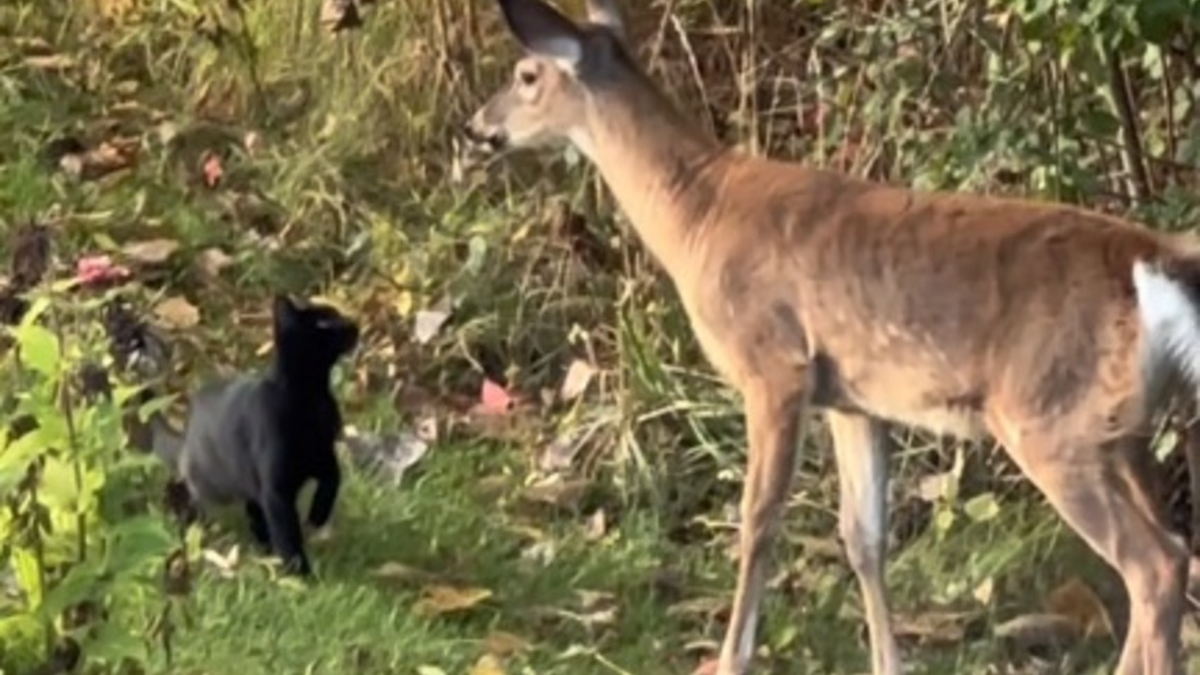 Illustration : "L'échange inattendu entre un jeune cerf et un petit chat noir qui a ému les internautes (vidéo)"