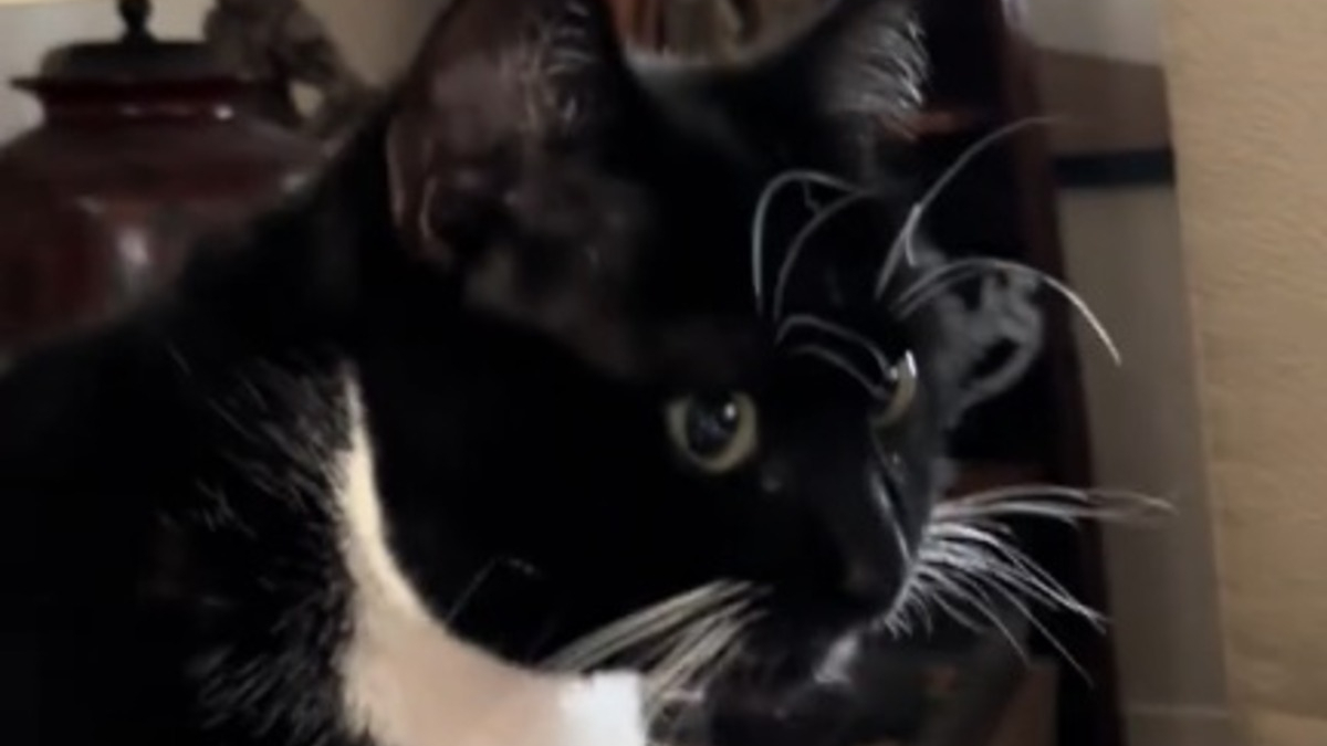 Illustration : "La propriétaire de ce chat tuxedo éclate de rire en voyant qu'il est déjà prêt pour Halloween (vidéo)"