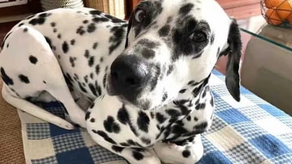 Illustration : 20 photos de chiens ayant oubli&eacute; leur nature canine afin de mieux imiter les humains