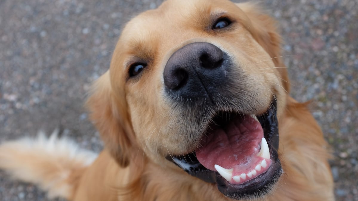 Illustration : "Hygiène bucco-dentaire du chien : comment prendre soin de ses dents ?"