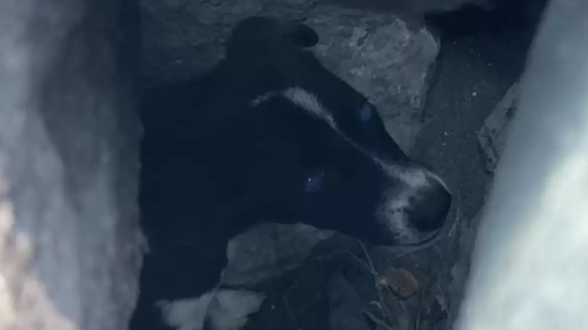 Illustration : "Les aboiements de détresse d'une jeune chienne coincée sous des rochers attirent l'attention de passants (vidéo)"