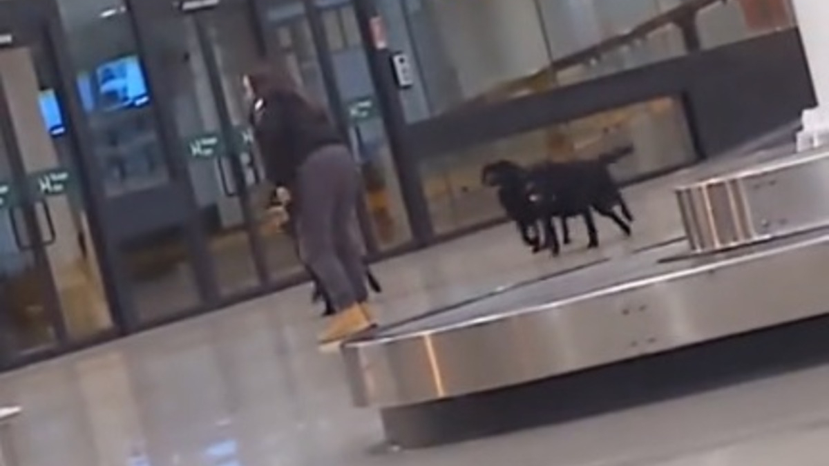 Illustration : "Des chiens policiers offrent une scène adorable en s'accordant un moment de détente à l'aéroport (vidéo)"