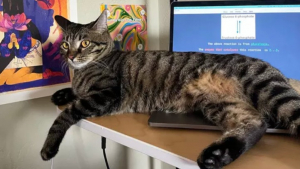 Illustration : "15 photos de chats ayant décidé que leur maître n’allait pas pouvoir travailler"