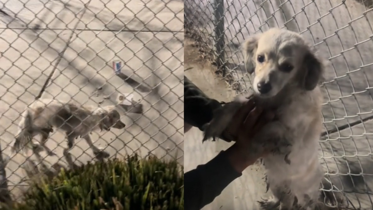 Illustration : "Quand le sauvetage d'une chienne abandonnée dans un parc devient une affaire de famille (vidéo)"