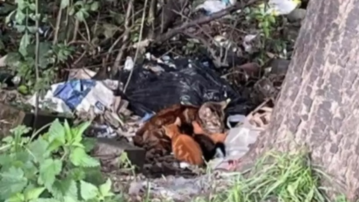 Illustration : "Une chatte blessée et ses 4 chatons découverts au milieu d’un tas d’ordures"