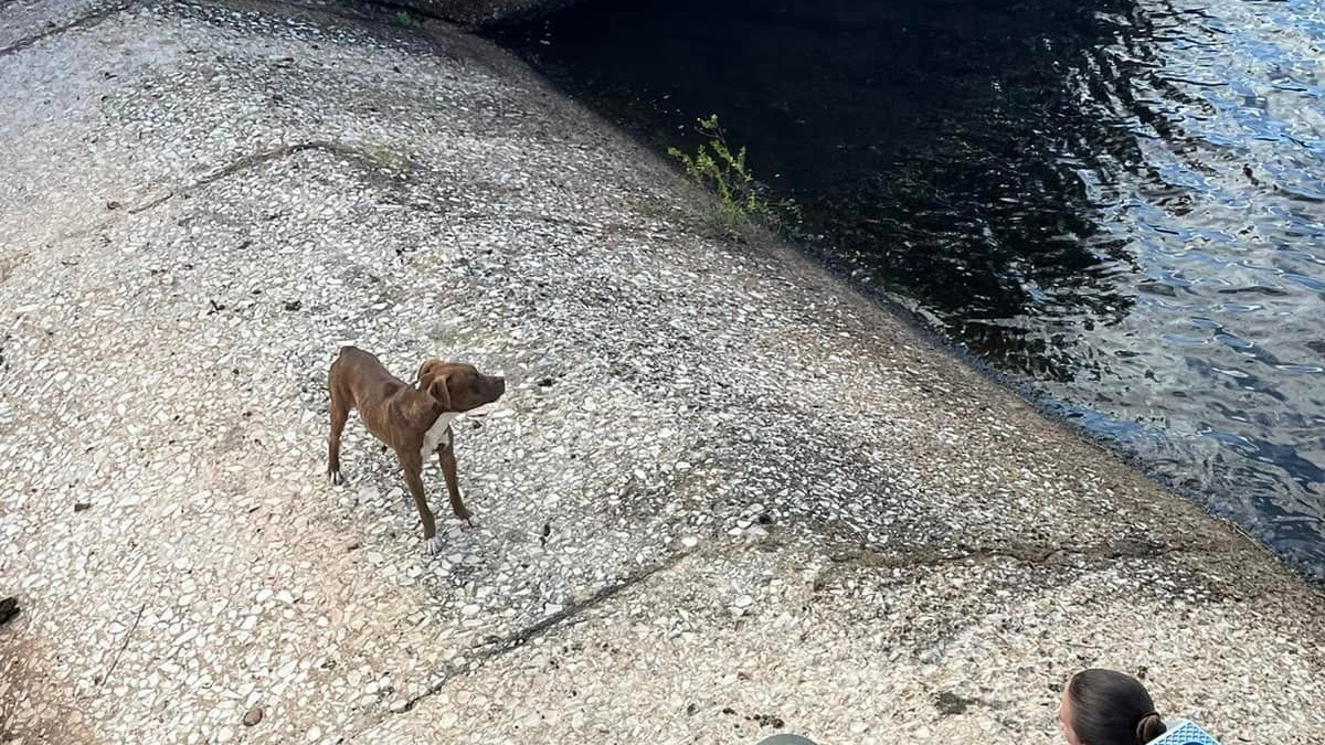 Illustration : "Un chien pris au piège dans le déversoir d'un canal place tous ses espoirs entre les mains des agents animaliers"