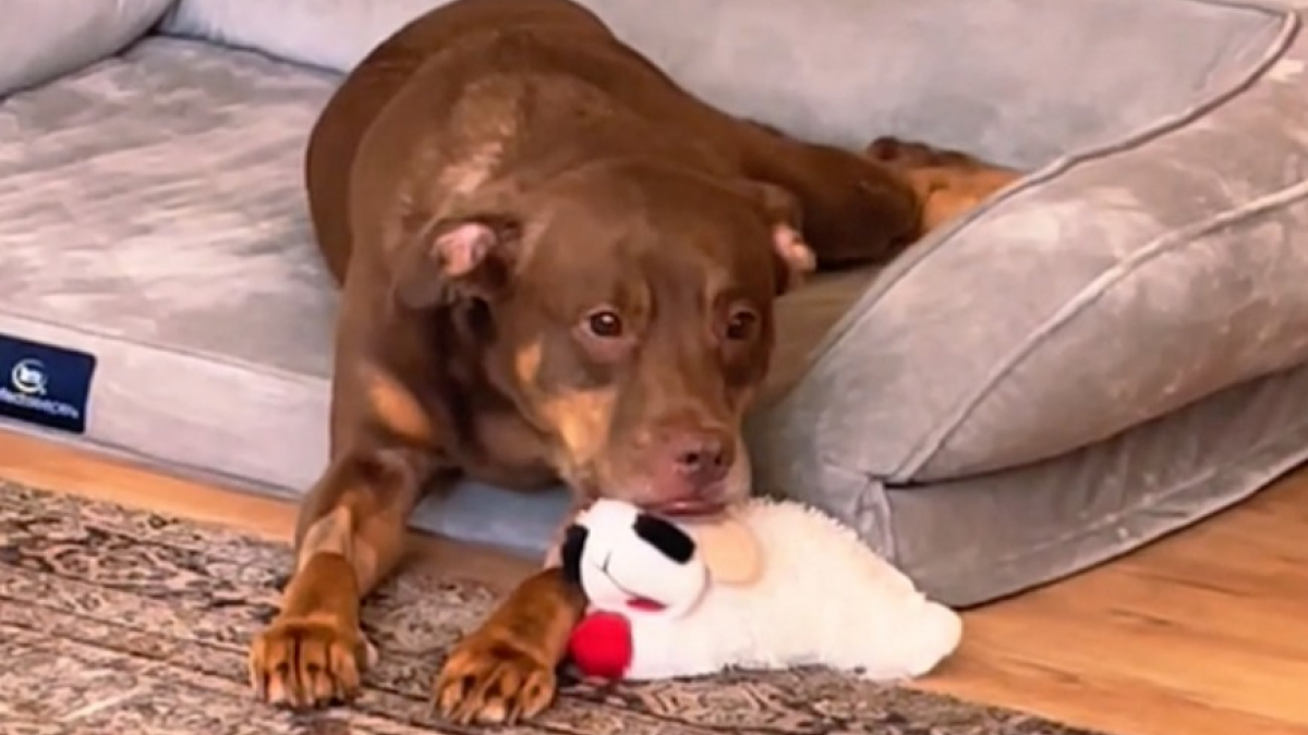 Illustration : "Ce chien venant d’être opéré reçoit une version géante de sa peluche préférée pour le réconforter (vidéo)"