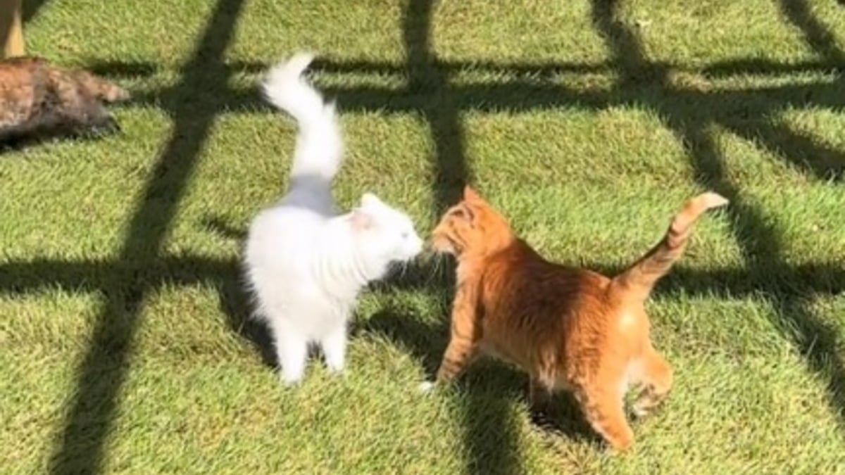 Illustration : "Le moment magique où les chats d'un refuge découvrent leur nouveau jardin (vidéo)"