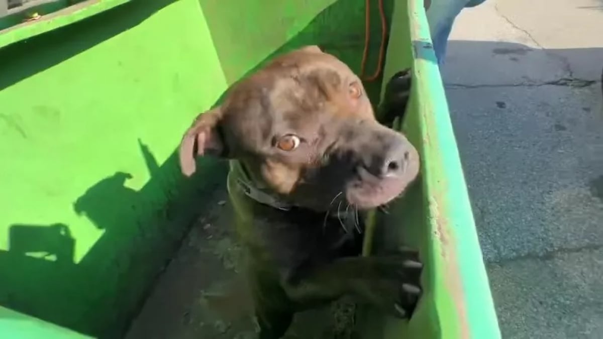 Illustration : "Le soulagement d’une chienne quand le couvercle de la poubelle dans laquelle elle a été jetée s’ouvre (vidéo)"