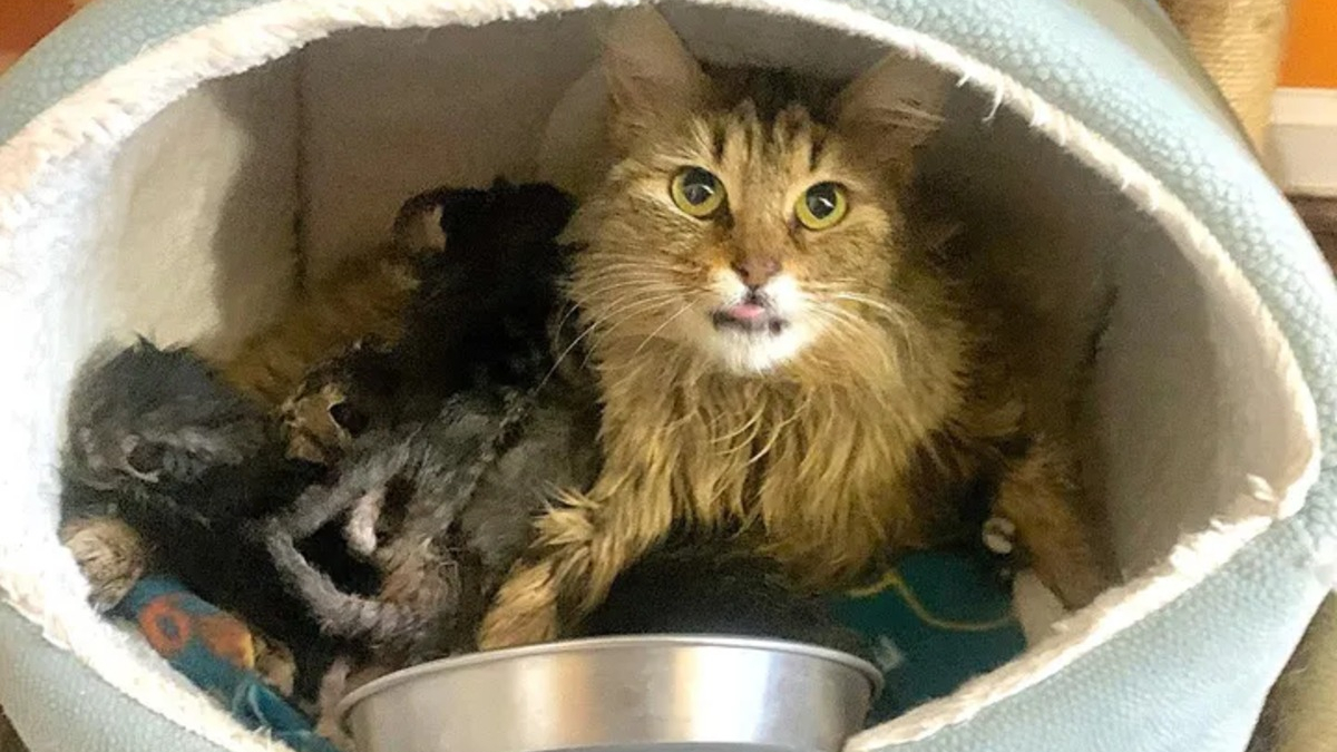 Illustration : "Une chatte ne pouvant s'occuper de ses chatons fait confiance à sa famille d'accueil pour les élever"