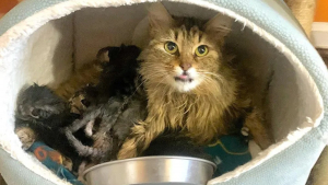 Illustration : Une chatte ne pouvant s'occuper de ses chatons fait confiance à sa famille d'accueil pour les élever