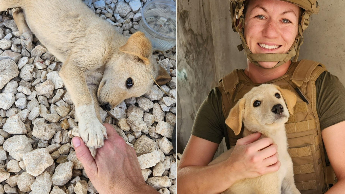 Illustration : "De longs mois d'attente et d'espoir pour une militaire rentrée au pays et la chienne qu'elle a sauvée en déploiement"
