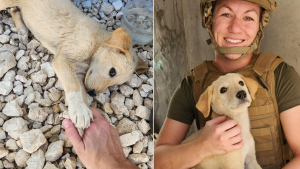 Mordue par une vipère au lac d'Isaby, sa chienne meurt : la