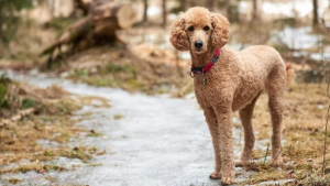 Illustration : 20 photos de chiens qui ne perdent pas (beaucoup) de poils