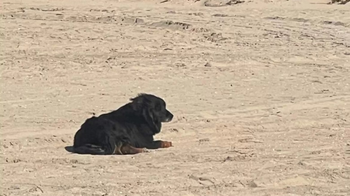 Illustration : "Un chien perdu sur une plage par sa dog-sitter reconnaît le bruit familier d’une camionnette et explose de joie (vidéo)"