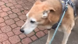 Illustration : La boiterie d'un chien disparaît comme par magie quand lui et sa maîtresse prennent la bonne direction (vidéo)