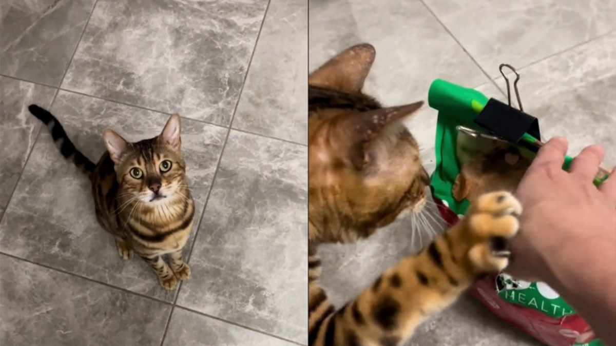 Illustration : "Ce chat ayant éventré le sac de croquettes pour chien assume son geste et insiste pour avoir sa part (vidéo)"