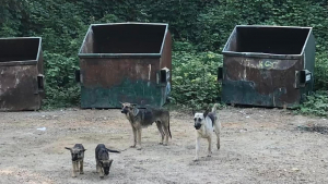 Illustration : "Une famille entière de chiens jetée devant des bennes à ordures espérait encore le retour de ses propriétaires "