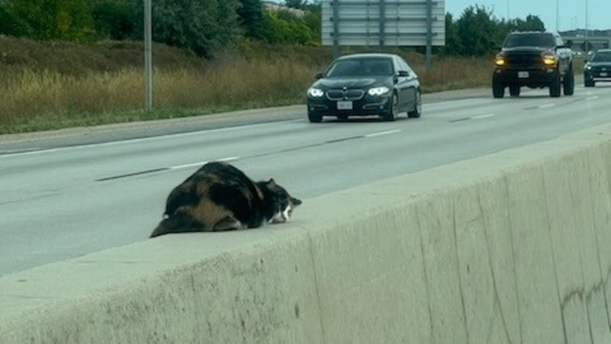 Illustration : "Un couple voit une chatte blessée au milieu d'une autoroute fréquentée et décide de faire demi-tour"