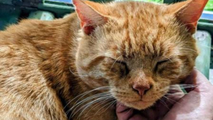 Illustration : Quelques heures après son adoption, un chat parcourt 8 km et traverse une autoroute pour retrouver son sauveur