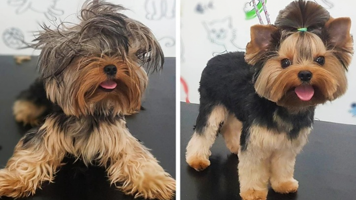 Illustration : "17 photos de chiens qui ont subi une réelle transformation après leur passage au salon de toilettage"