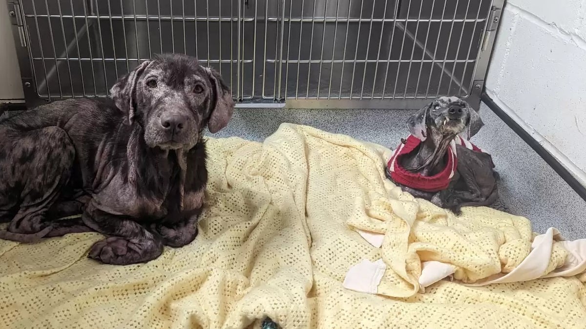 Deux chiens maltraités en Lorraine : une enquêtrice tire la