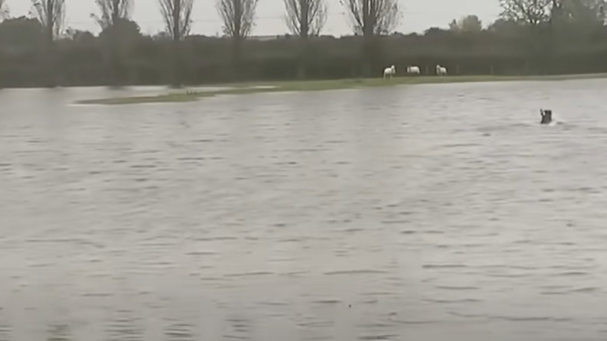 Illustration : "Suivant son instinct, un chien de berger brave les inondations pour venir en aide à 3 brebis au bord de la noyade"