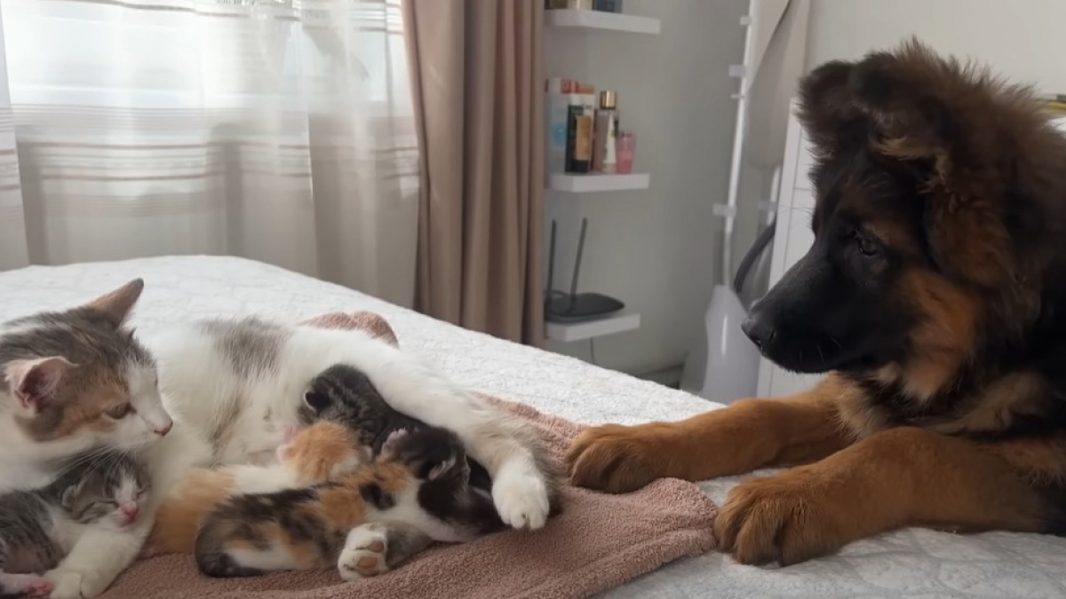 Illustration : "La réaction de ce jeune Berger Allemand devant la naissance de chatons crée un engouement viral (vidéo)"