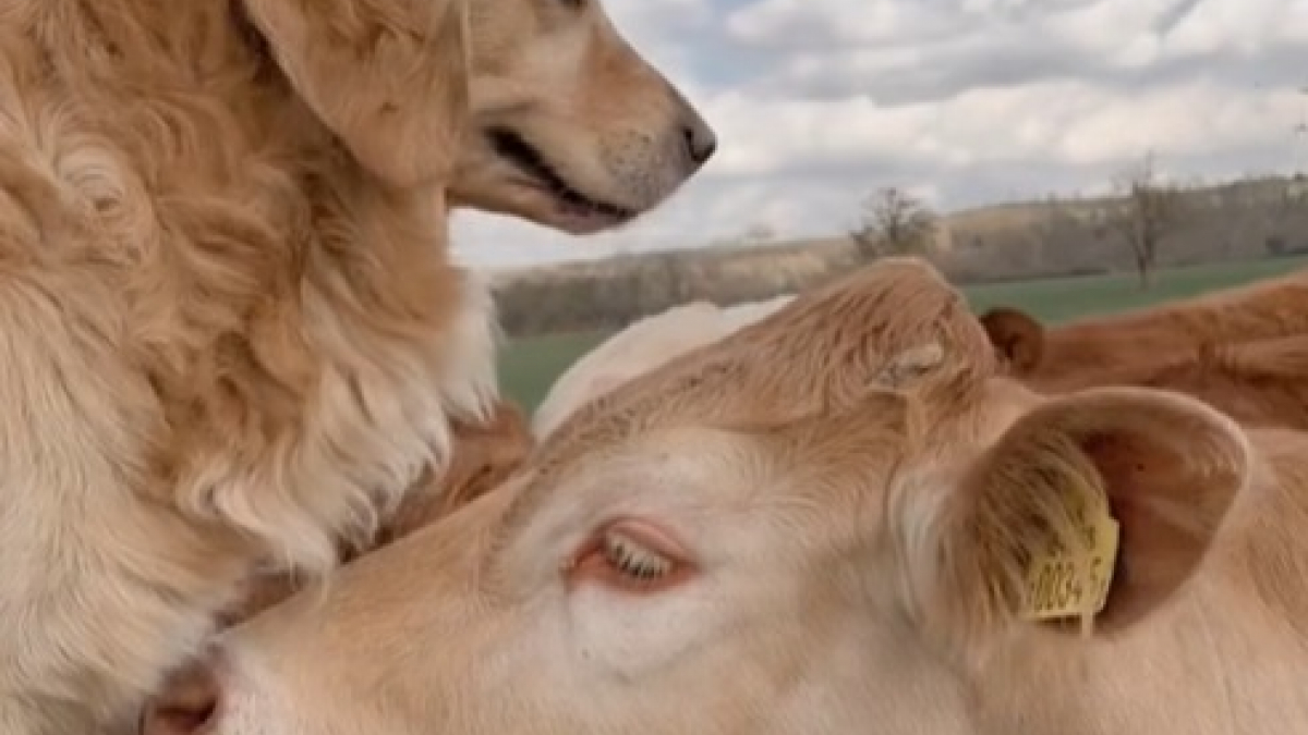 Illustration : "Ce Golden Retriever retrouvant sa vache préférée laissant offre une scène d'émotion intense sur les réseaux sociaux (vidéo)"